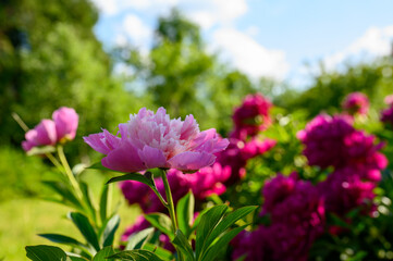 In almost every home garden, the Edulis Superba variety, which was bred in 1824, blooms at the beginning of summer with its pink-filled peonies.