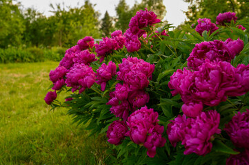 Peony with dark red flowers. From about the 16th century. A bushy variety, Rubra plena, often found in home gardens. With higher growth and later flowering time.