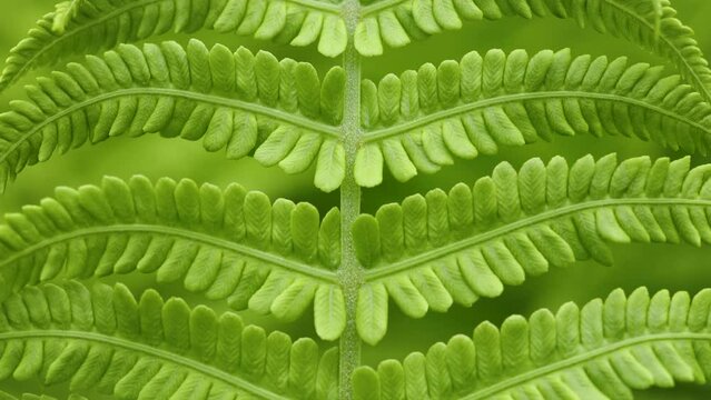 Close up on leaves of fern in the garden, 4k video