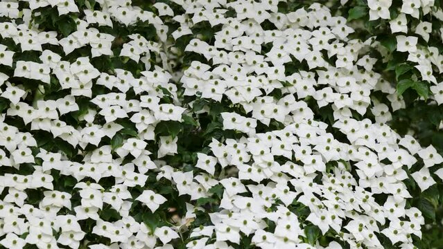 White flowers of kousa - Cornus kousa tree in Poland