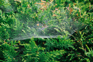 The web between the green branches of the western thuja, also known as the northern white cedar. Garden spiders weave their webs on trees and shrubs. A pest for garden plants. Garden maintenance.