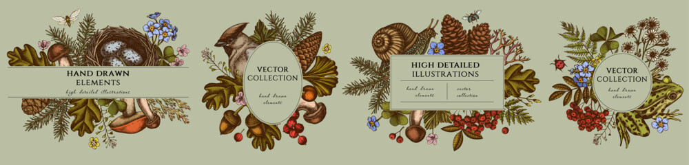 Mysterious forest hand drawn frame templates. Vintage illustrations of waxwing, snail, nest, pool frog, moss, spruce branch, pine cones, chamomile, insect, aspen mushroom, porcini, red currant, oak