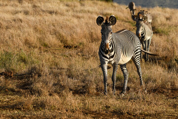 Naklejka premium Grevy's Zebra Leading the Dazzle Across the Savanna in Kenya