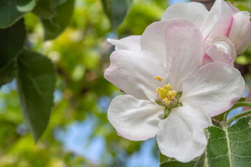 Macro background of spring blooming.  Spring background, delicate apple blossoms on a background of greenery. Spring flowers-apple blossoms close-up on a blurry background. Apple blossom macro