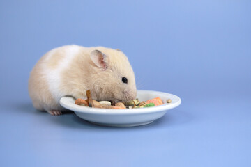 Cute and funny fluffy Syrian hamster eating on a blue background. Home favorite pet. Place for text