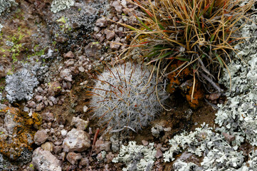Mammillaria in Mexico