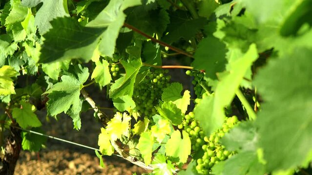 Verdicchio Vineyard Grapes and leaves Sunset Italy White Wine