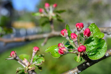 Obraz na płótnie Canvas Blooming apple blossom. Garden apple tree variety „Lobo“ (Malus domestica). Year of planting 2004.