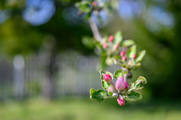 Blooming apple blossom. Garden apple tree variety „Lobo“ (Malus domestica). Year of planting 2004.
