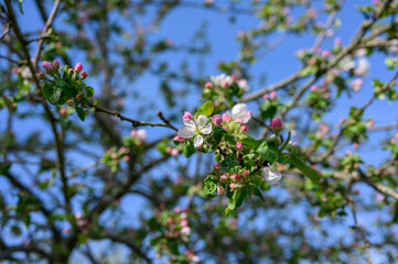 Blooming apple blossom. Garden apple tree variety „Lobo“ (Malus domestica). Year of planting 2004.