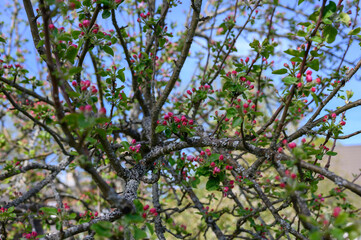 Blooming apple blossom. Garden apple tree variety „Lobo“ (Malus domestica). Year of planting 2004.
