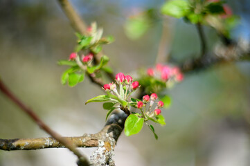 Blooming apple blossom. Garden apple tree variety „Lobo“ (Malus domestica). Year of planting...