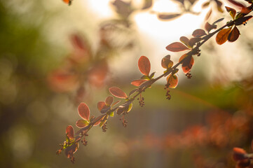 Berberis. Flowers that have not yet opened on the branch of the bush in spring. In the background, the sun shines through the leaves.