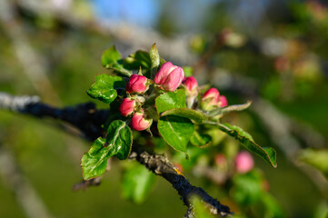 Obraz na płótnie Canvas Blooming apple blossom. Garden apple tree variety „Lobo“ (Malus domestica). Year of planting 2004.