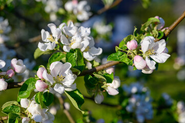 Blooming apple blossom. Garden apple tree variety „Krüger pigeon apple“ (Malus domestica). Year of planting 1990.