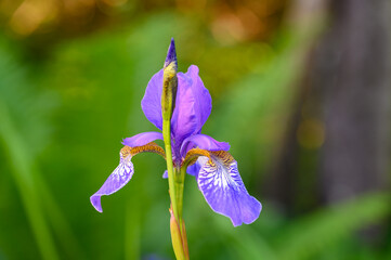 Iris sibirica, Siberian iris or Siberian flag "Cambridge"