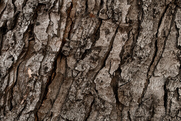 Fototapeta premium Close-up texture of brown tree bark. Abstract background texture and nature pattern