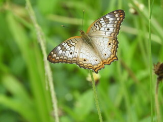 Anartia jatrophae - blue butterfly lying on a blade of grass in Costa Rica