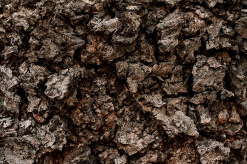 great close-up texture of tree bark. Abstract background texture and nature pattern