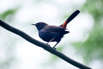 A beautiful indian robin bird