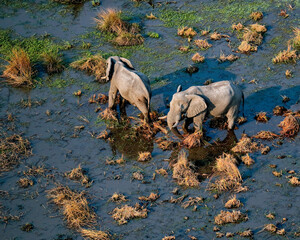 Elephants in the Okavango delta