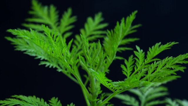 sweet annie, chinese medicinal herb with leaves in a closeup