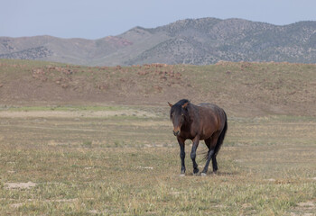Wild Horse in the Utah Desert in Springtime
