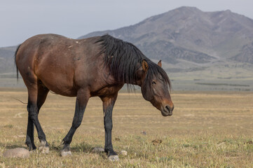 Obraz premium Wild Horse in the Utah Desert in Springtime