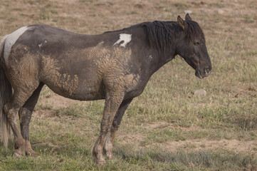 Wild Horse in the Utah Desert in Springtime