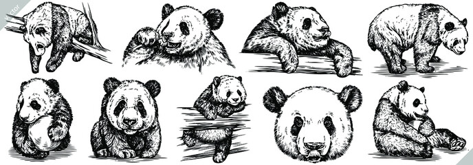 Vintage engrave isolated panda set illustration ink sketch. Wild bear background bamboo vector art © Turaev