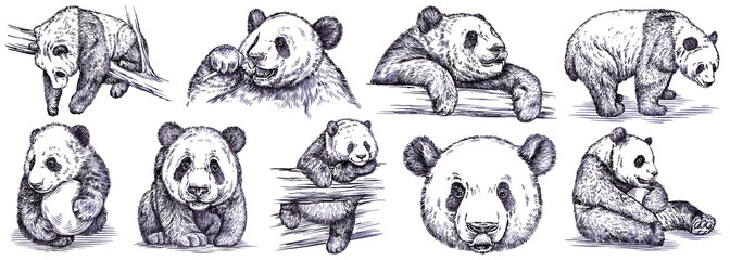 Vintage engrave isolated panda set illustration ink sketch. Wild bear background bamboo art
