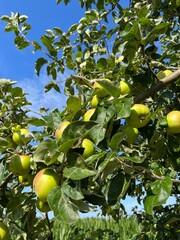 Organic apple tree with young apples on the brunches 