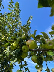Organic apple tree with young apples on the brunches 