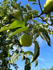 Organic apple tree with young apples on the brunches 
