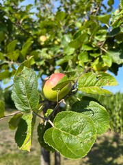 Organic apple tree with young apples on the brunches 