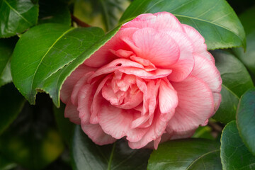 Pink flower of camellia