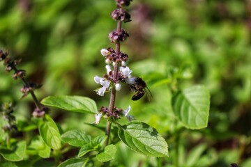 Insect pollinating flowers in nature.