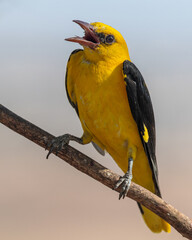 Eurasian golden oriole (Oriolus oriolus). Bird in its natural environment.