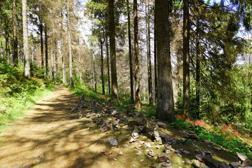 Ein Teil vom Liebesbankweg bei Hahnenklee im Harz an einem sonnigen Tag