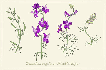 A set of Rocket-Larkspur flowers, leaves and buds