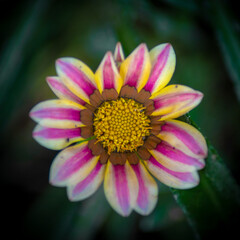 Obraz premium flower of volcano pacaya