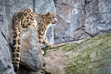Schneeleopard ( Panthera uncia ).