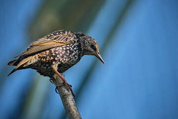 Star ( Sturnus vulgaris ).