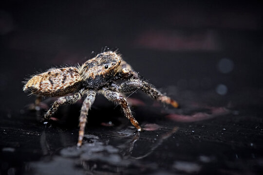 Rindenspringspinne ( Marpissa muscosa ).