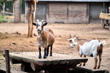 Hausziegen ( Capra aegagrus hircus ).