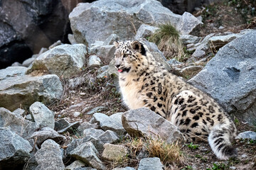 Schneeleopard ( Panthera uncia ).
