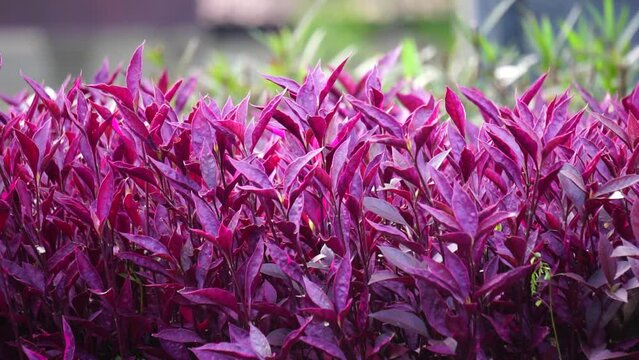 Red Aerva sanguinolenta (L.) Blume with a natural background