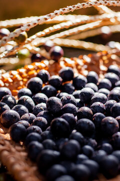 caro&ccedil;o de a&ccedil;ai do brasil