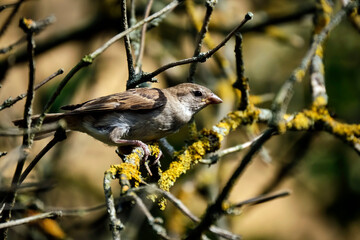 Haussperling ( Passer domesticus ) – auch Spatz oder Hausspatz.