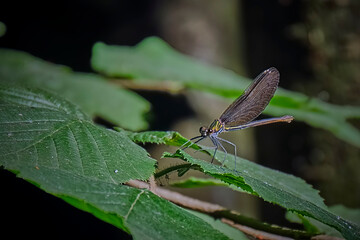 Blauflügel-Prachtlibelle ( Calopteryx virgo ).